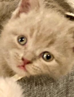 BkH Kitten Lilac/weiß Point - Bremen