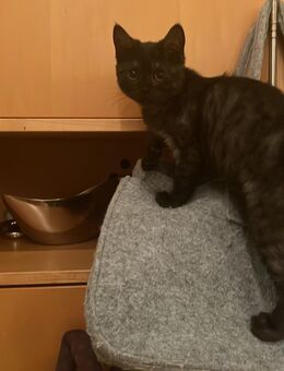 Luna, ein Goldschatz BKH-Mix Mädchen - Fürth