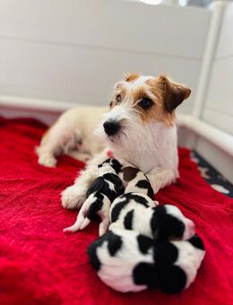 Jack Russell Terrier welpen - Emlichheim