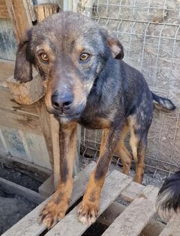 Charlie - freundlich und neugierig - Westerholt