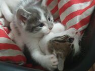 Babykatzen suchen neue Zuhause - Bad Bramstedt