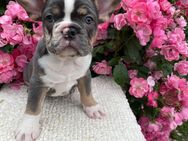 Französische Bulldogge Welpen - Gelnhausen