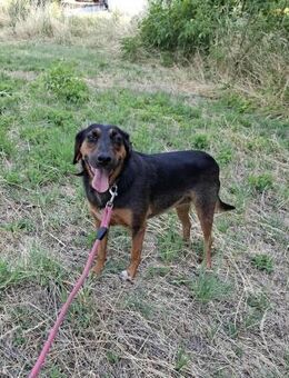 Gutmütige kinderliebe LILY sucht ♥️ - München