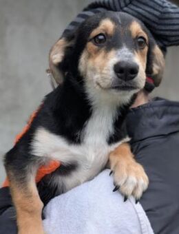 ISY ♥️ süßer Welpenjunge - Kallmünz