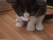 Babay katzen - Lehrte