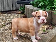 Wunderschöne American Bully Welpen zu Verkaufen!! - Brackenheim