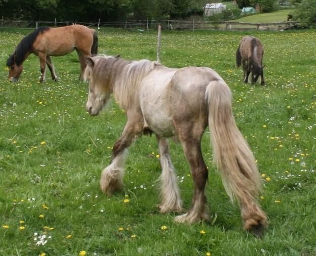 Irish Cob ICC Silverdapple - Calden