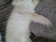 2 Ragdoll Kitten - Grünhain-Beierfeld