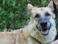 Ronja,schüchterne Frauenhündin - Neuhausen (Spree)