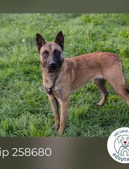 Chip 258680: Sucht ein Zuhause - Kirchzell