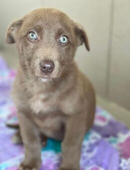 Ellie sucht ab Januar ein Zuhause - Alfdorf