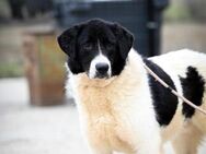 Samson; Kuschelbär sucht sein Glück - Geilenkirchen