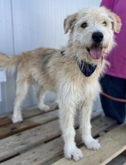 Oggy - Toller, verschmuster Rüde auf PS - Berlin