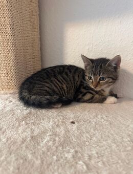 Katzenbabys suchen Zuhause - Brekendorf