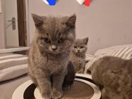 2 Katzenbabys, Bkh Kitten - Bremen