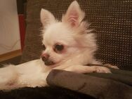 SUCHE CHICHUAHUA HÜNDIN - Oberhausen