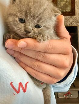 Reinrassige Bkh Kitten in blue - Brakel