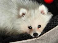 Hunde Welpe Pomeranian Spitz - Hannover