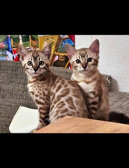 Reinrassige Blue Snow Mink Spotted Tabby Bengal Kitten mit Stammbaum - Schwäbisch Gmünd