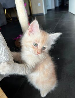 Wunderschöne Maine Coon Kitten - Helsa