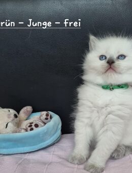 Ragdoll Kitten in blue point - Herford (Hansestadt)