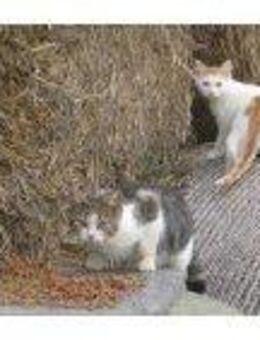 Auswilderungsplätze für scheue Katzen Kater gesucht - Issum