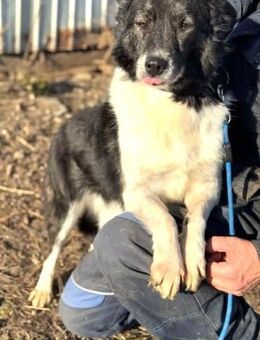 HELENE - dankbare Hunde-Dame...... - Kempen