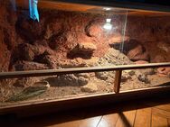 Leopardgeckos mit Terrarium - Minden Rodenbeck