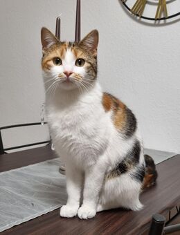 Asuna sucht ein Für-immer-Zuhause - Nastätten