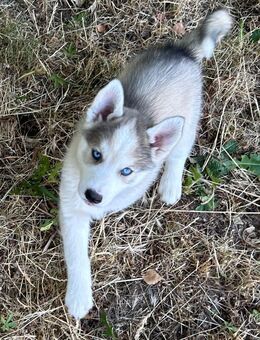 Titan, Tellus und Tara Siberian, Malamutes zum Verlieben - Seßlach