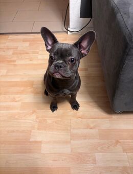 Französische Bulldogge 6 Monate (Püppi) - Falkensee Zentrum