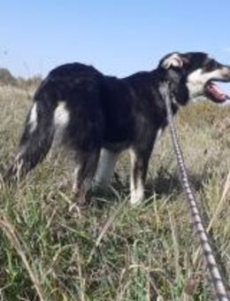 Leo sucht seine Familie - Neuried (Baden-Württemberg)