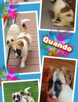 Kleiner Quando- wartet auf Besuch! - Nürnberg