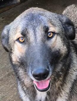 Doreen - Lebensfrohe Hündin - Obertshausen