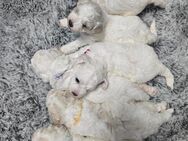 Bichon Frisé Welpen - Bleckede