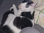 Junger Kater sucht neues zuhause - Falkensee