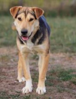 Zarte Hündin Donna sucht Geborgenheit - München