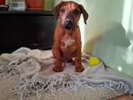 Rhodesian Ridgeback - Senden (Bayern)