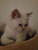 BKH weiblich in 28719