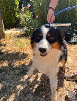 Uzel ein sportlicher Aussie - Lübeck