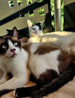 Cosmo und Henry in Pechbrunn (ALO) - Geisenheim