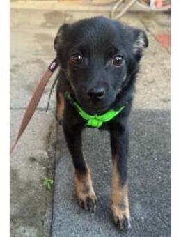 Meilino - wartet in 53757 Sankt Augustin - Oberwies