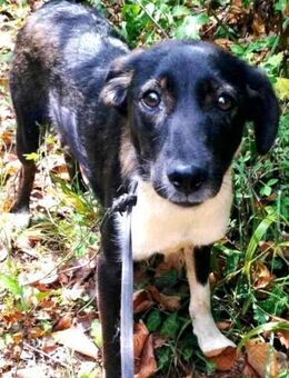 Sportliche Percy sucht ihre Menschen - Berlin