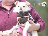 Shiva sucht aufmerksame Menschen - Untergruppenbach