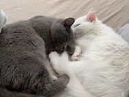 Zwei wunderschöne BKH-Katzen suchen liebevolles neues Zuhause - Ahrensburg