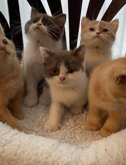 5 reinrasssige BKH Kitten - Breydin