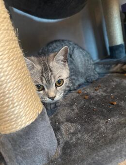 Britisch Kurzhaar - Hattingen