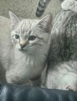 Wunderschöne Bengal-BKH-Mix Kitten - Düren