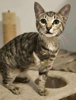 Tapfere Tracy sucht ihr geborgenesZuhaus - Margetshöchheim