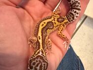 0.1 R. Dymont Leopardgecko Weibchen Enz 24 abzugeben Übergabe Hamm möglich - Emsdetten